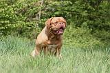 DOGUE DE BORDEAUX 093